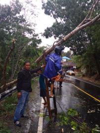 HUJAN DERAS, POHON DI PINGGIR JALAN PUTAT WETAN ROBOH